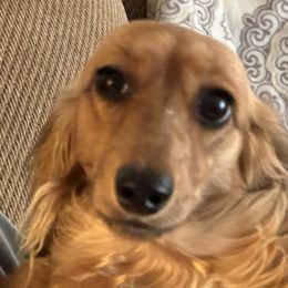 Scarlett - Dachshund