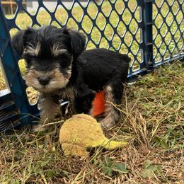 Novalee (pink) - Black and silver female Miniature Schnauzer puppy in Sparta, North Carolina from New River Miniature Schnauzers and Anatolians