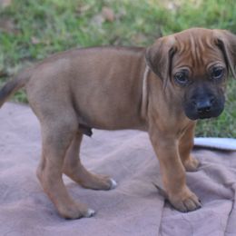 Mr. Gray - Rhodesian Ridgeback puppy from Karamojo Ridgebacks, Quality over Quantity