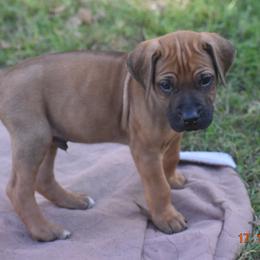 Mr. Gray - Rhodesian Ridgeback puppy from Karamojo Ridgebacks, Quality over Quantity