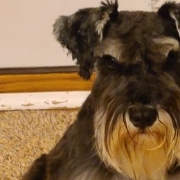 Maggie - Miniature Schnauzer