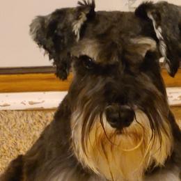 Maggie - Miniature Schnauzer