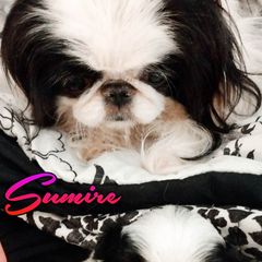 Japanese Chin Puppies from Mystike Japanese Chin
