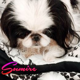 Japanese Chin Puppies from Mystike Japanese Chin