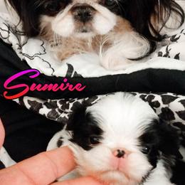 Japanese Chin Puppies from Mystike Japanese Chin