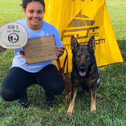 Belgian Malinois and German Shepherd All Grown Up from vd Hunde der neuen Äre