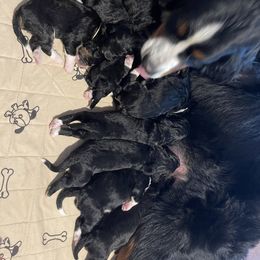 Bernedoodle Puppies from West by God Doods