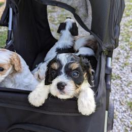 Tri Color Boy-2 - Tri-color male Cavapoo puppy in San Diego, California from WW Cavapoos