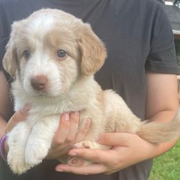 Luna - Red tri-color female Miniature American Shepherd puppy in Ruffin, North Carolina from Valkyrie Adventures