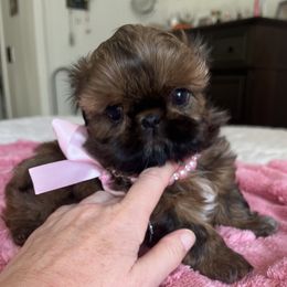 Shih Tzu Puppies from Glorious Shih Tzu