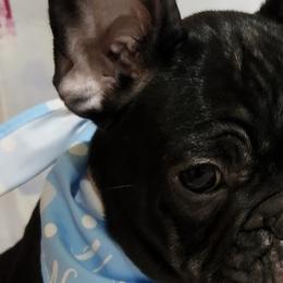 French Bulldogs from Lisa Lopez