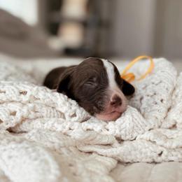 Udon - Brown and white male Bernedoodle puppy in Maricopa, Arizona from Desert Ridge Doodles