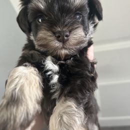 Miniature Schnauzer Puppies from Rolling Hills Schnauzers