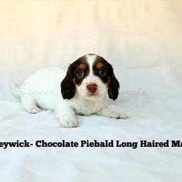 Baileywick - Piebald male Dachshund puppy in Quitman, Mississippi from S-and-A Kennels