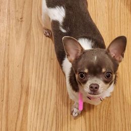 Tessa - Chihuahua