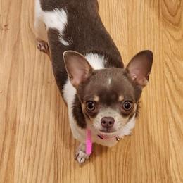 Tessa - Chihuahua