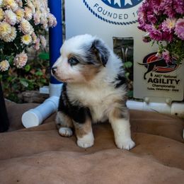 Boy 2 - Blue merle female Miniature Australian Shepherd puppy in Easton, Missouri from Country Creek Kennels