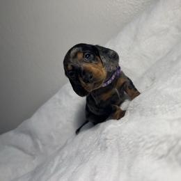 Purple - Dapple female Dachshund puppy in Odessa, Texas from K9 Royal Club