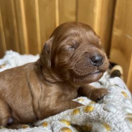Snickerdoodle is male blue collar from Stroodles Bake Sale litter - Red  male Goldendoodle puppy in Hamilton, Montana from Stroodles Doodles