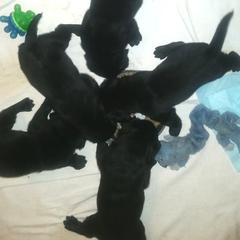 Labrador Retriever and Welsh Springer Spaniel Puppies from Puget Sound Labrador Retriever Association