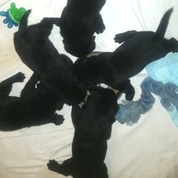 Labrador Retriever and Welsh Springer Spaniel Puppies from Puget Sound Labrador Retriever Association
