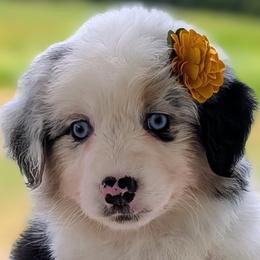 Kinsley - Blue merle female Australian Shepherd puppy in Falcon, Missouri from Edge Farm LLC