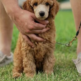 Poodle Puppies from Pawsable Prospects