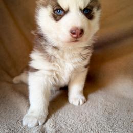 Willow - Red and white female Siberian Husky puppy in Grant City, Missouri from Timberline Paws