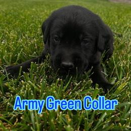 Australian Cattle Dog and Labrador Retriever Puppies from Christensen Heelers