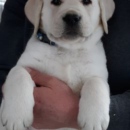 Labrador Retriever Puppies from Fidelity Farm Labradors