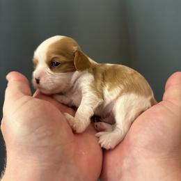 Cavalier King Charles Spaniel Puppies from Veach Cavaliers & Farm