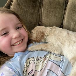Goldendoodle Puppies from North Star Dog Training