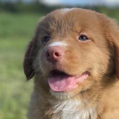 Nova Scotia Duck Tolling Retrievers from Highland Tollers