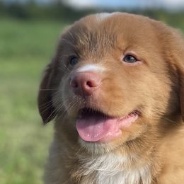 Nova Scotia Duck Tolling Retrievers from Highland Tollers