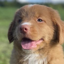 Nova Scotia Duck Tolling Retrievers from Highland Tollers