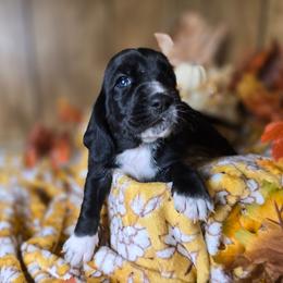 Sunfyre - Black and white female Basset Hound puppy in Valley, Washington from Enchanted Valley Paws