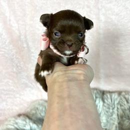 Ayla - Chocolate female Chihuahua puppy in Mesa, Arizona from Arizona Dream Chihuahuas