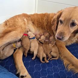 Yellow collar - Golden male Golden Retriever puppy in Inverness, Florida from Sydney’s Goldens