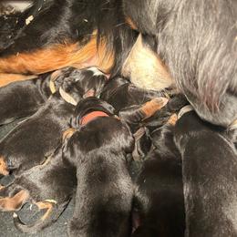 Reserve male puppy - Black rust and white male Bernese Mountain Dog puppy in Oakley, Idaho from Purple Sage Puppies Bernese Mountain Dogs