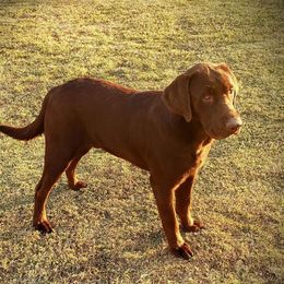 Toby - Labrador Retriever