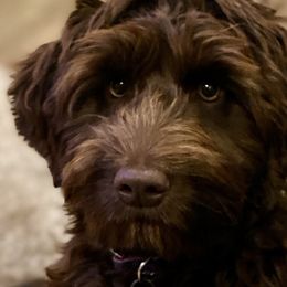 Cadbury - Australian Labradoodle