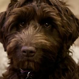 Cadbury - Australian Labradoodle