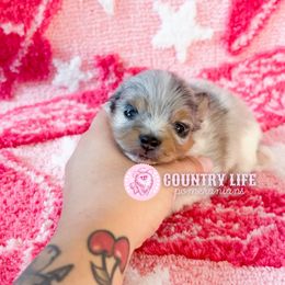 Rumi - Blue merle female Pomeranian puppy in Idaho Falls, Idaho from Country Life Pomeranians