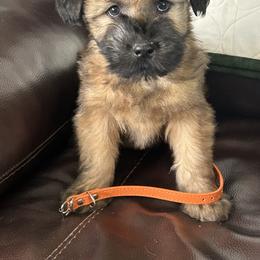 Hobbit (Orange Collar) - Wheaten male Soft Coated Wheaten Terrier puppy in Cody, Wyoming from Yellowstone Breeders