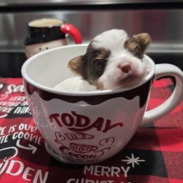 Reeses - Chocolate, tan and white male Yorkshire Terrier puppy in Lakeland, Florida from You Me & The Yorkies