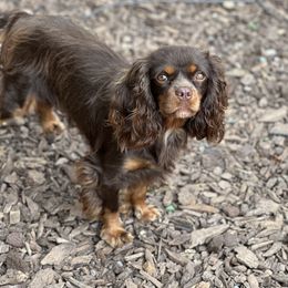 Raven - Cavalier King Charles Spaniel