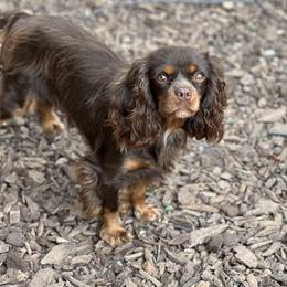 Raven - Cavalier King Charles Spaniel