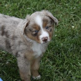 Aussiedoodles and Miniature Australian Shepherds from Twisted Acres Kennels