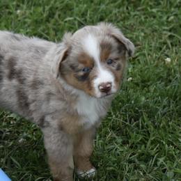 Aussiedoodles and Miniature Australian Shepherds from Twisted Acres Kennels