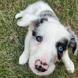 Bayou - White and blue merle male Border Collie puppy in Lenexa, Kansas from Spotted Feather Farm